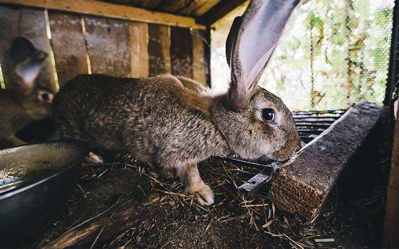 Érdekes tények nyulak etetéséről