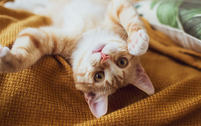 A macska független és különálló állatot jelentenek a lakásban