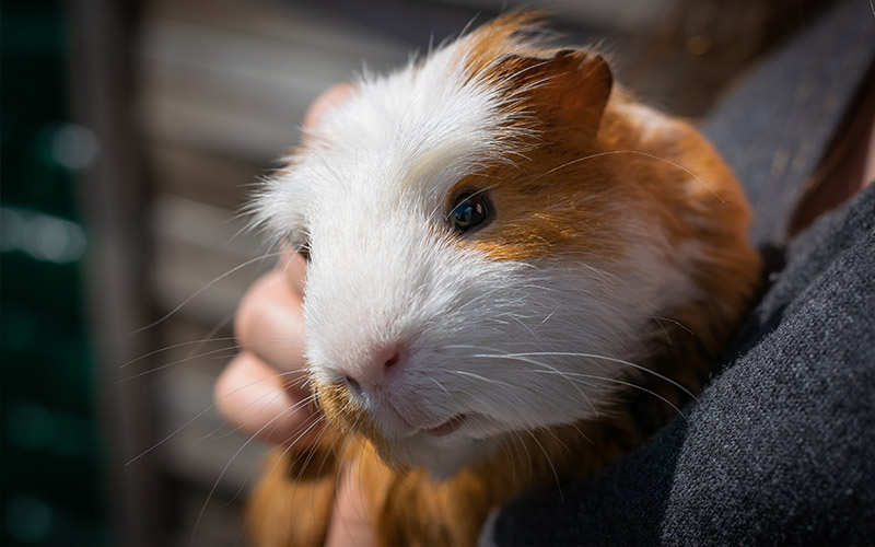 A tengerimalacok enyhe és társadalmi jellegűek