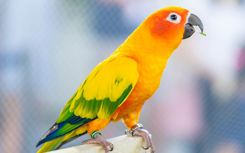 Fedezze fel a világ legszebb papagájait