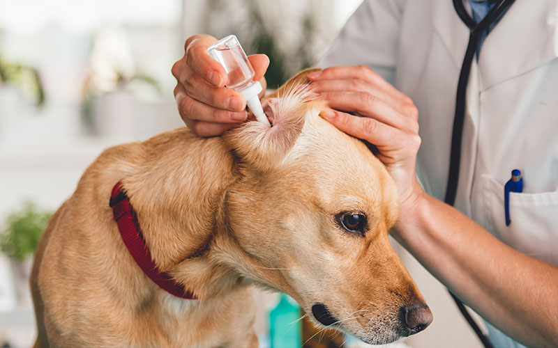 Hogyan lehet megelőzni a kutyák fül gyulladását és fülfájását?