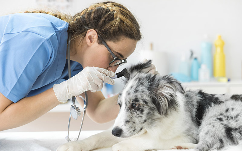 A fülgyulladás kezelése kutyákon a betegség okától függ