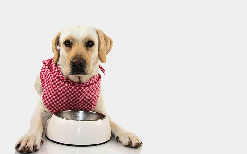 Élelmiszerallergia kutyáknál