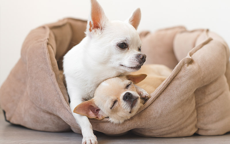 A Chihuahua a leggyakoribb háztartási kutya