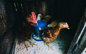 Hogyan kell gondoskodni a csirkékről télen? Mit kell nekik hogy tojjanak?