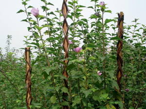 Tyc Garden Willow 130 cm, prútená