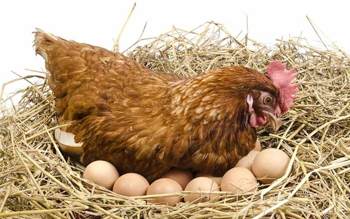Csirkéket tojásra tart? Így éri ell a jobb minőségű tojást