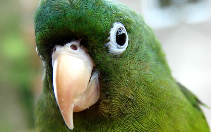 Fedezze fel a világ legszebb papagájait